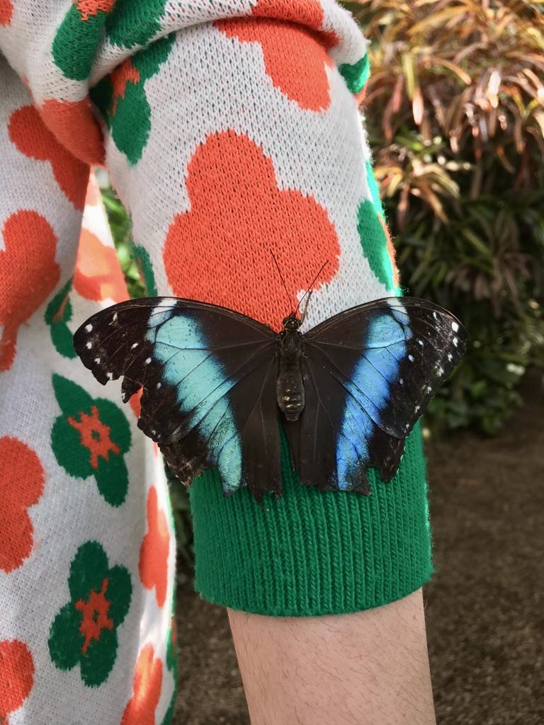 Butterfly on my sleeve, Schmetterlinghaus, Vienna