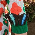 Butterfly on my sleeve, Schmetterlinghaus, Vienna