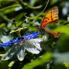 Butterfly on passion fruit vine