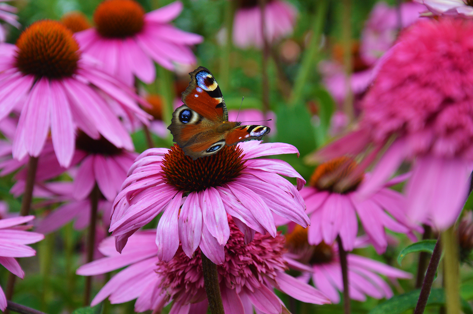 Butterfly on pink flower