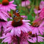 Butterfly on pink flower