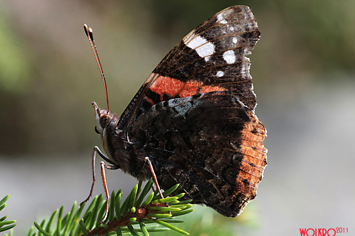 butterfly on stone bear