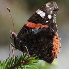 butterfly on stone bear