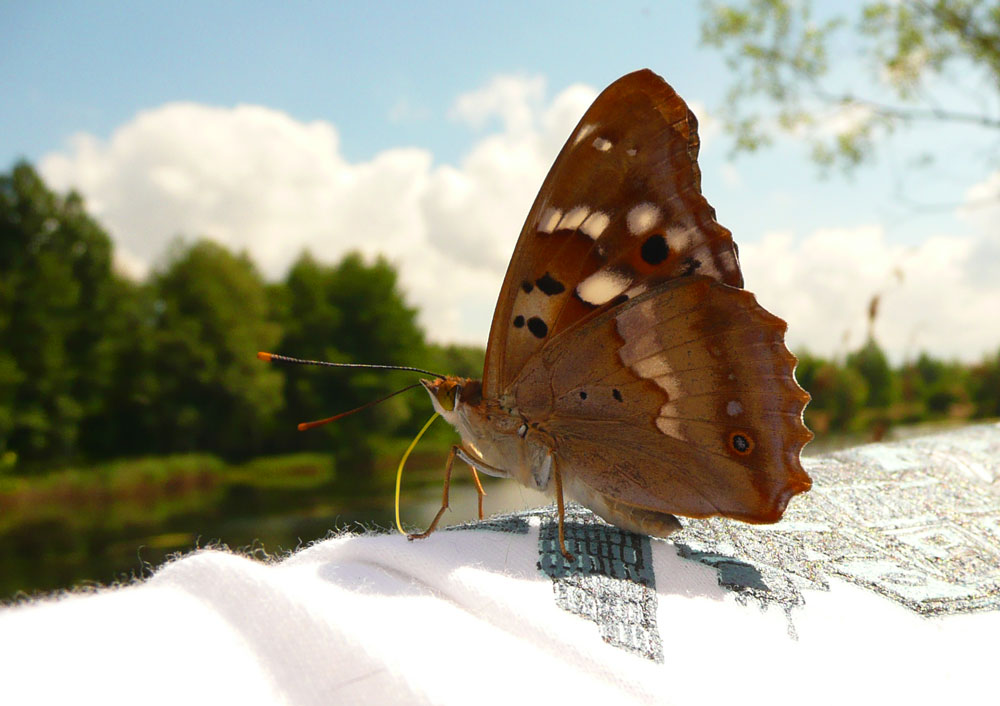 Butterfly on T-Shirt