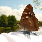 Butterfly on T-Shirt