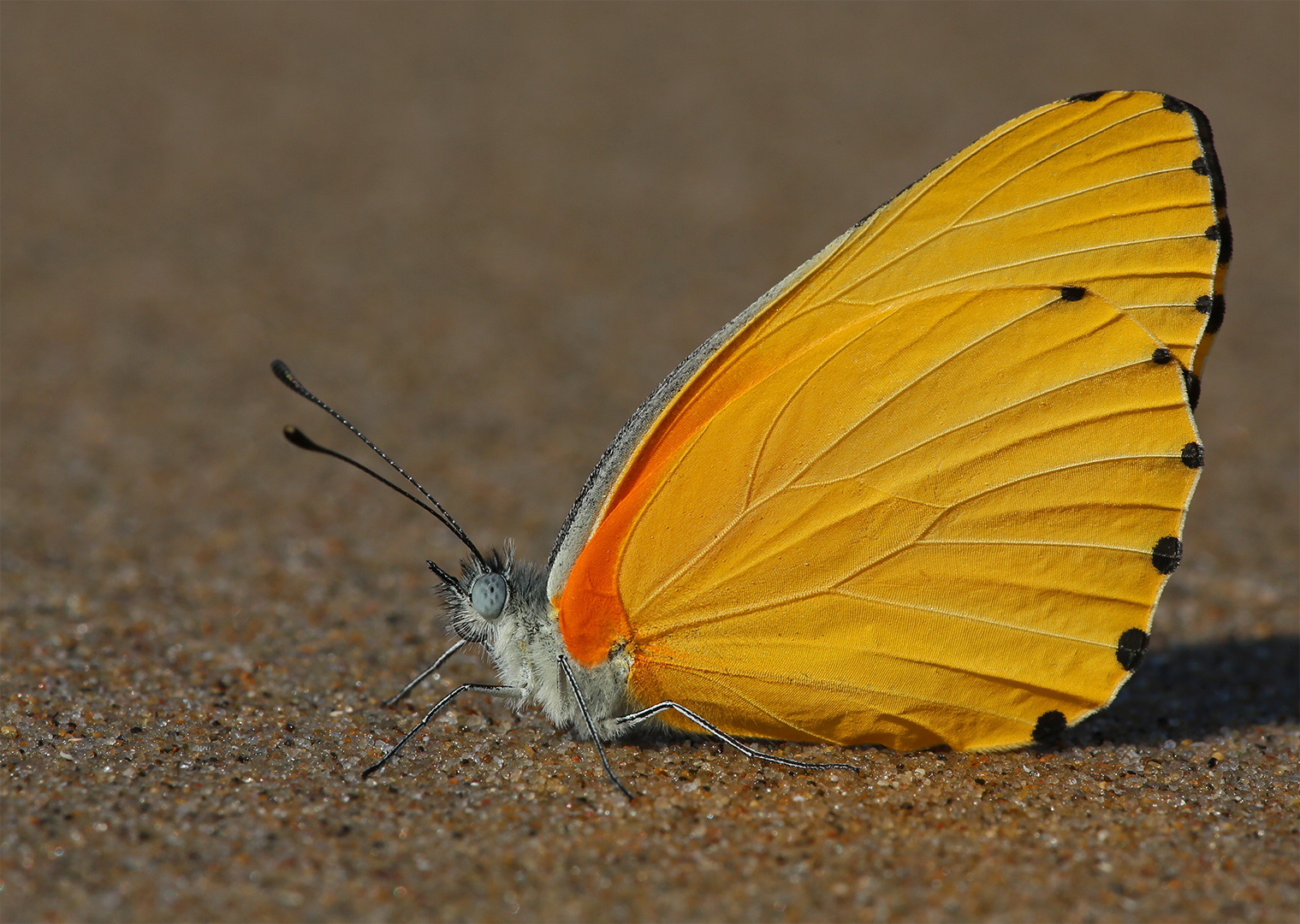 Butterfly on the beach