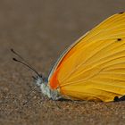 Butterfly on the beach