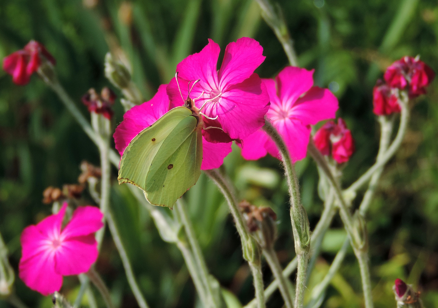 #...Butterfly on the flower...#