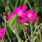 #...Butterfly on the flower...#