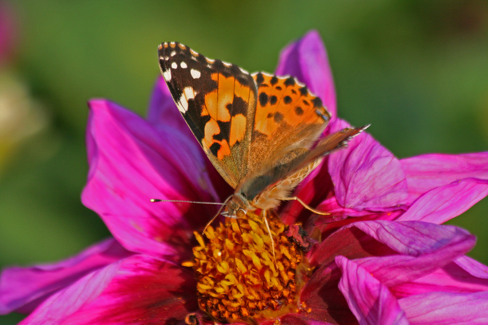 Butterfly on the flower