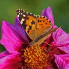 Butterfly on the flower