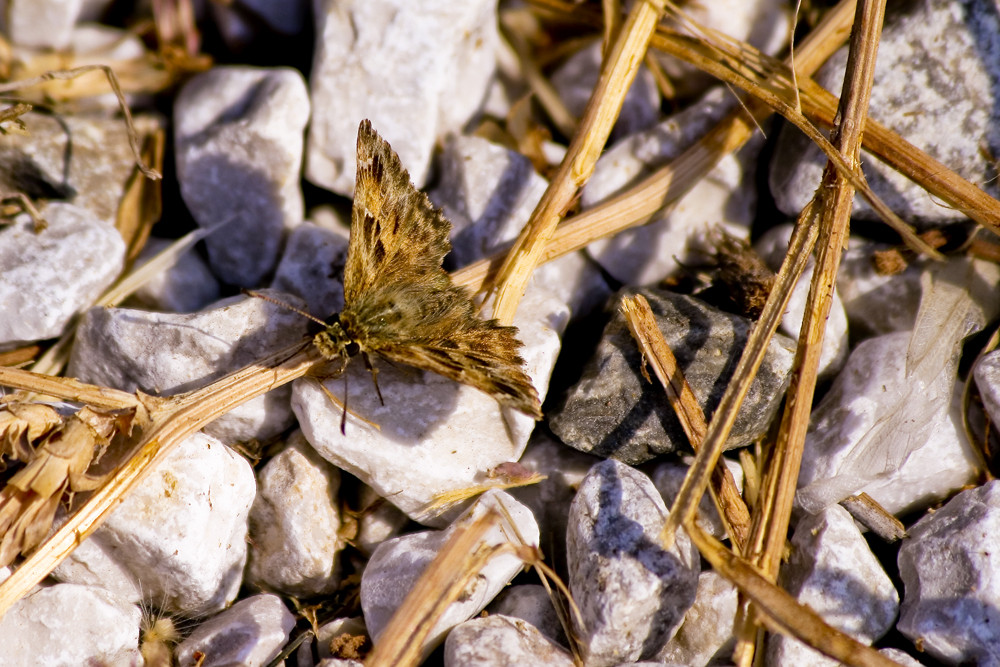 Butterfly on the rocks