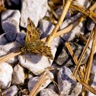 Butterfly on the rocks