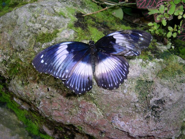 "Butterfly on the rocks"