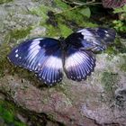 "Butterfly on the rocks"