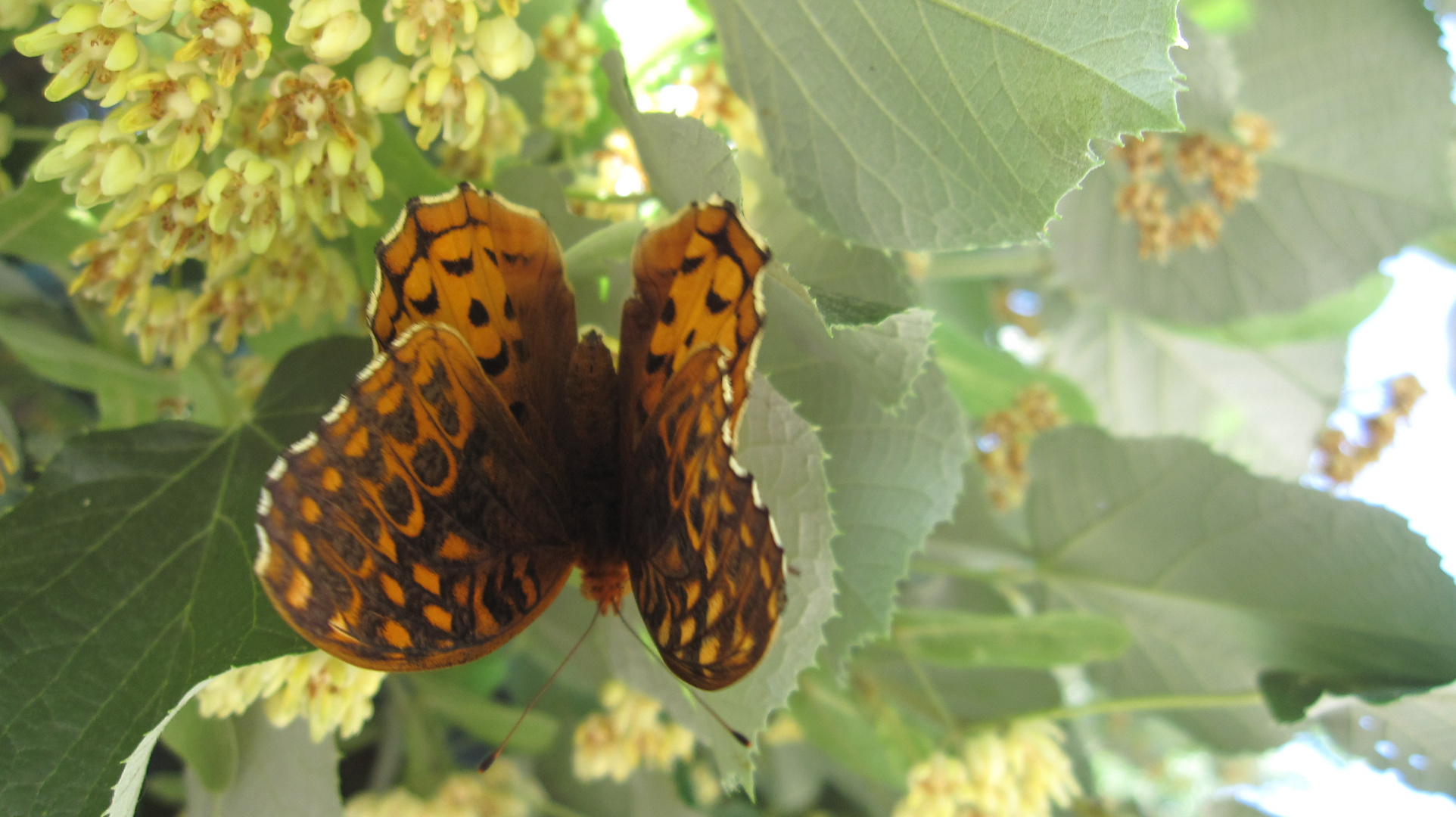 Butterfly on Tree Flower