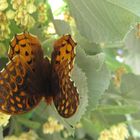 Butterfly on Tree Flower