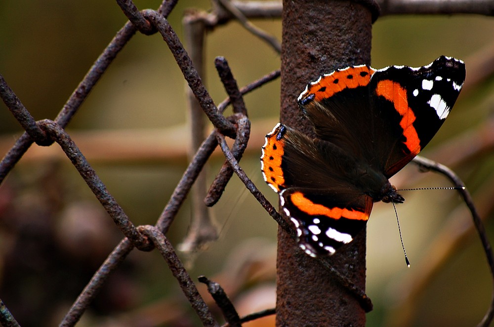 Butterfly on vine fence