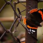 Butterfly on vine fence