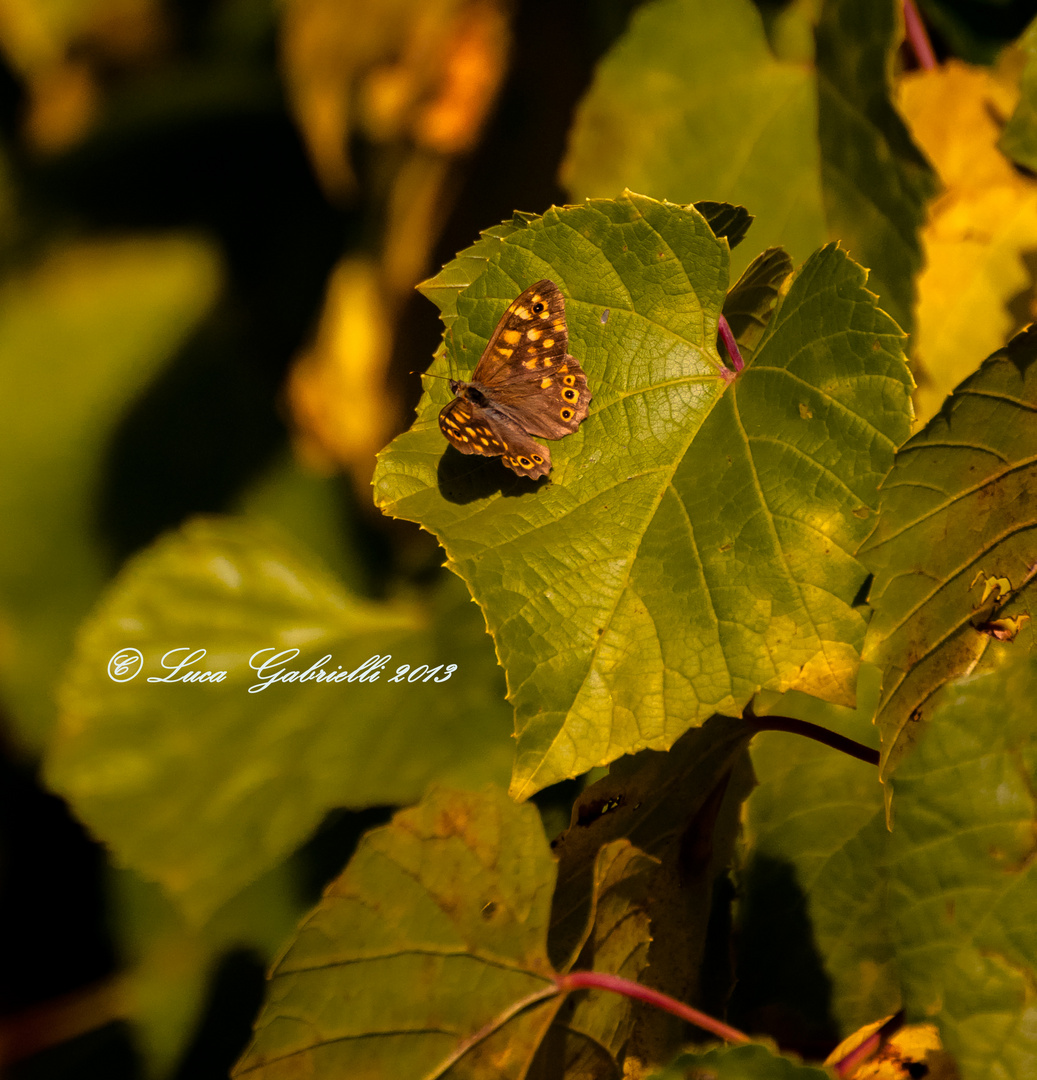 Butterfly on vine leaf