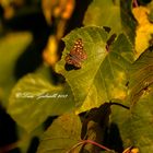 Butterfly on vine leaf