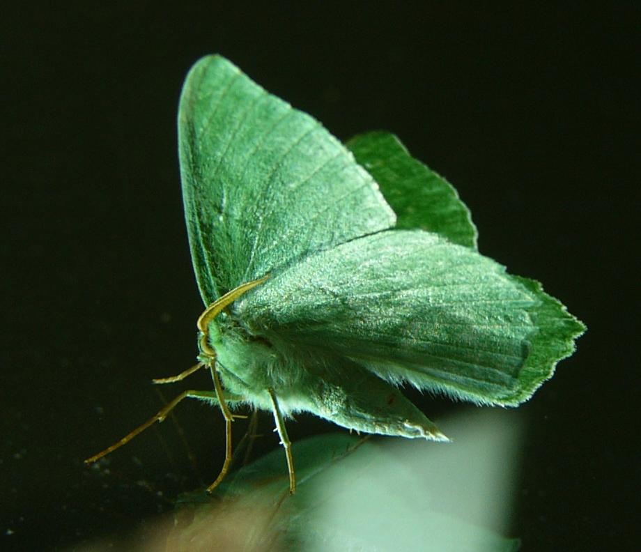 Butterfly on window