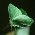 Butterfly on window