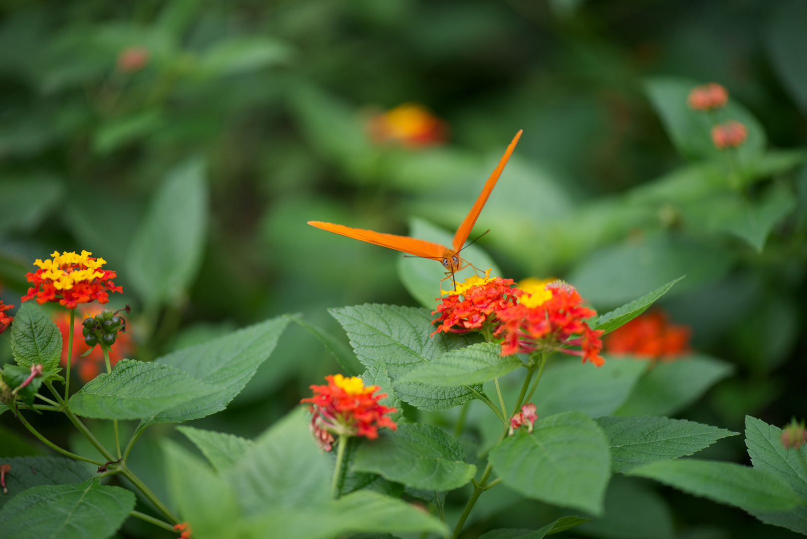 _butterfly orange