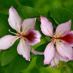 Butterfly Orchids