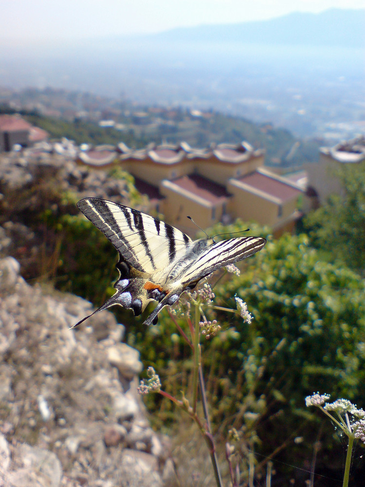 Butterfly over Izmit