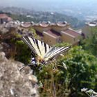 Butterfly over Izmit