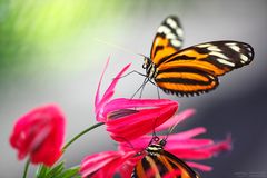 butterfly paradise