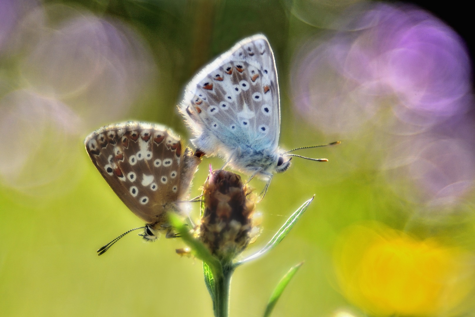 Butterfly Paradise