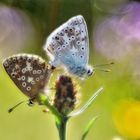 Butterfly Paradise