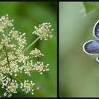 Butterfly Paradise