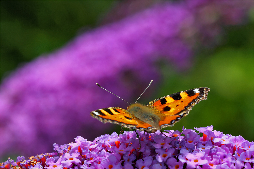 Butterfly Paradise