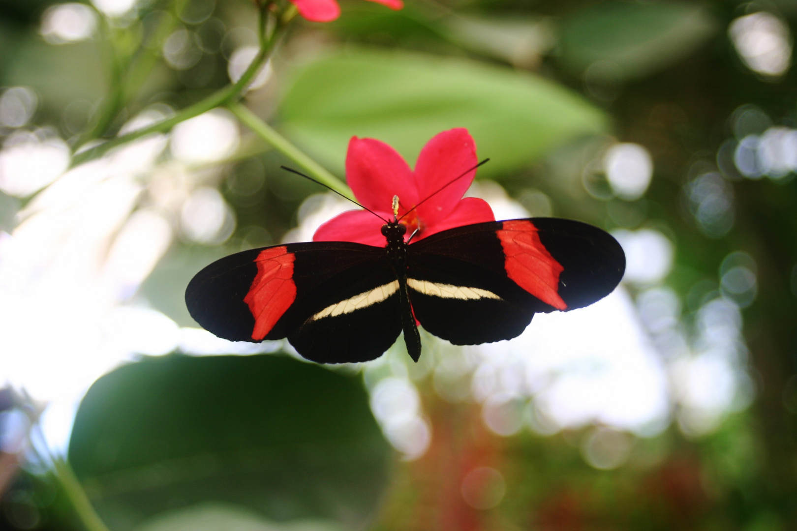 Butterfly Park Benalmádena