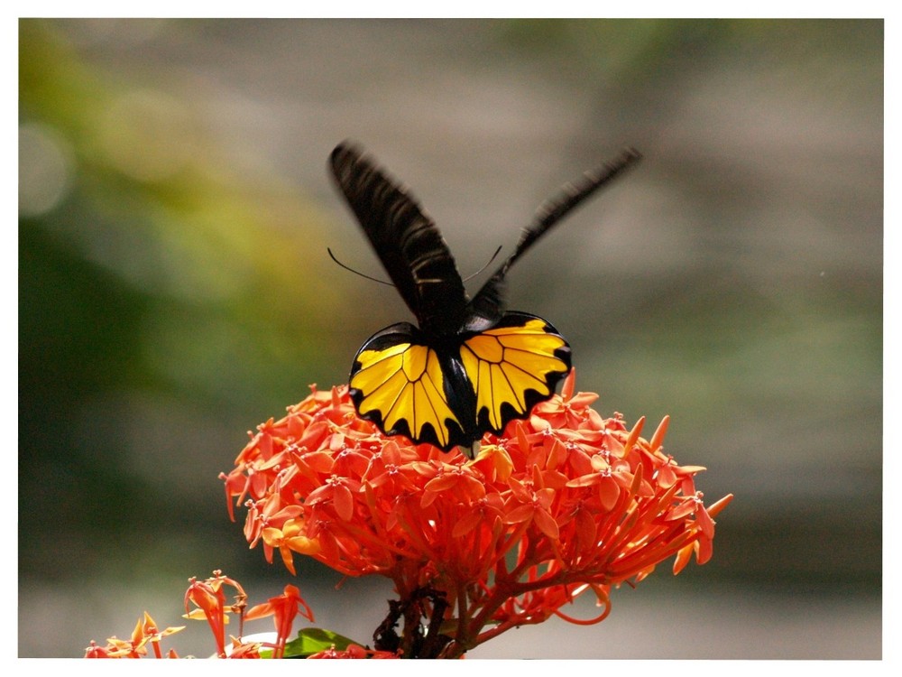 Butterfly Park, Kuala Lumpur #1