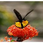 Butterfly Park, Kuala Lumpur #1