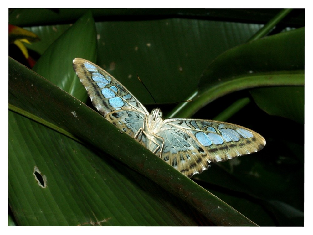 Butterfly Park, Kuala Lumpur #2