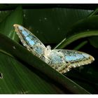 Butterfly Park, Kuala Lumpur #2