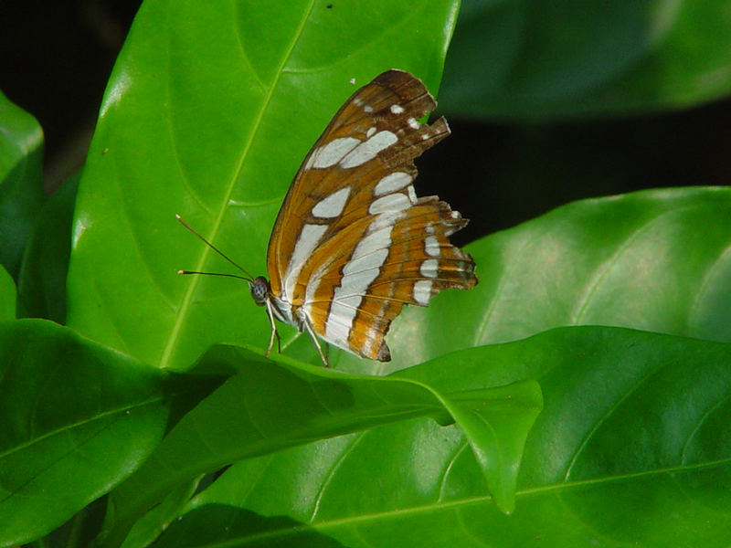 Butterfly Park - Santosa Island