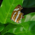Butterfly Park - Santosa Island