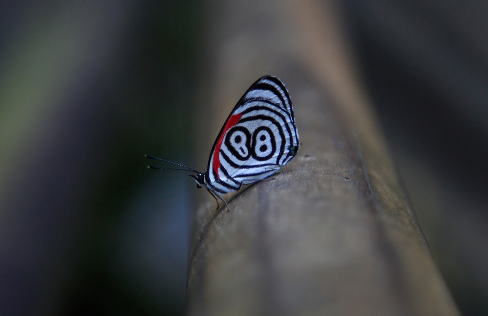 BUTTERFLY PATAGONIA