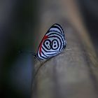 BUTTERFLY PATAGONIA