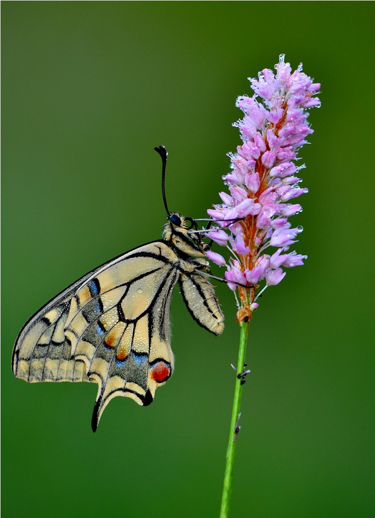 butterfly pink