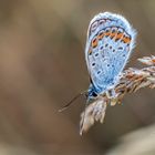 butterfly (Plebejus argus)