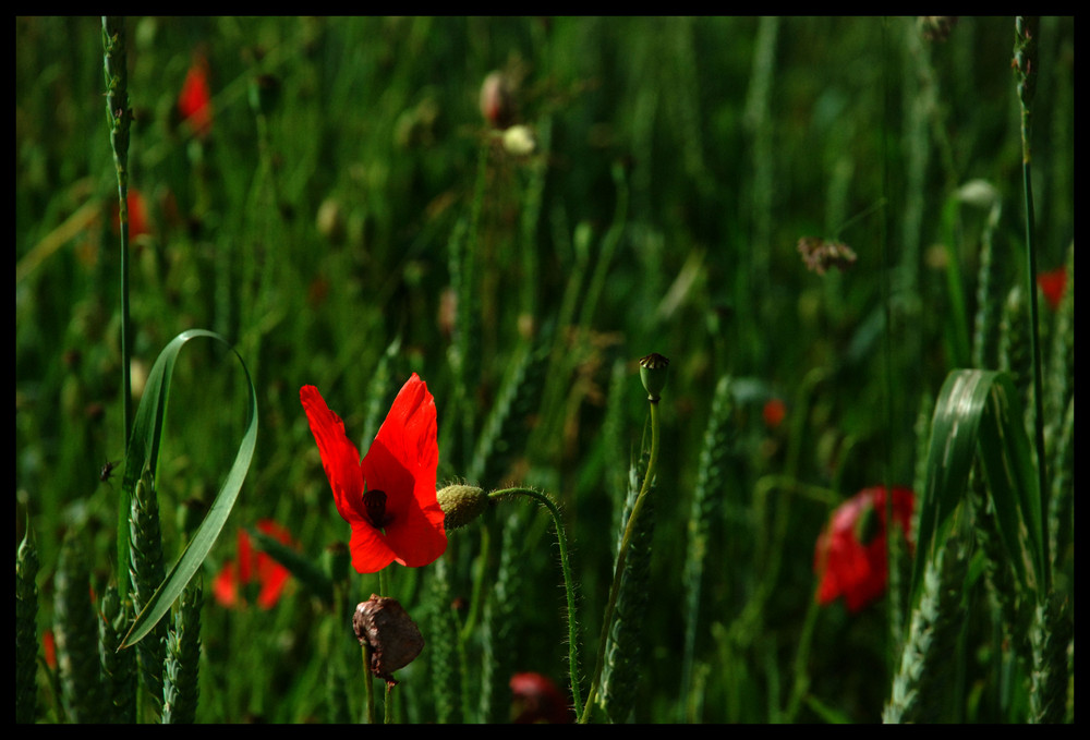 butterfly poppy