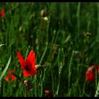 butterfly poppy