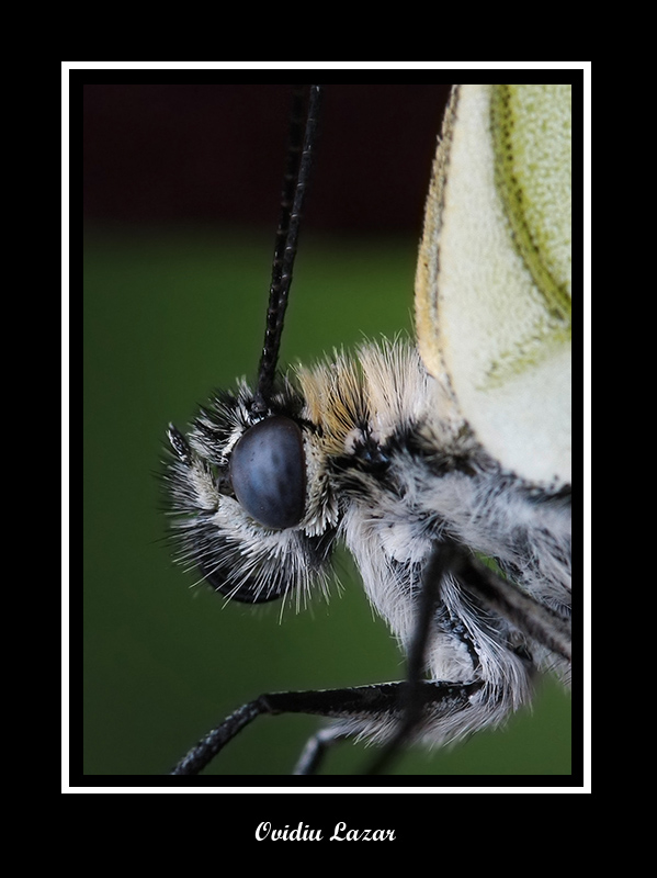 Butterfly portrait